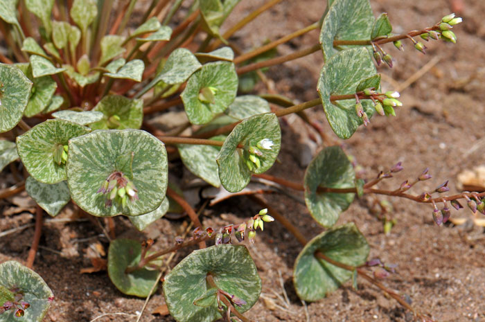 Claytonia parviflora, Streambank Springbeauty